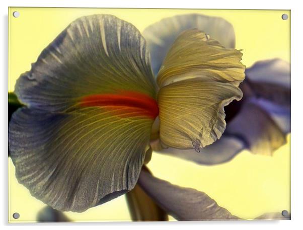 The Iris Flower, The Rainbow Flower  Acrylic by Sue Bottomley