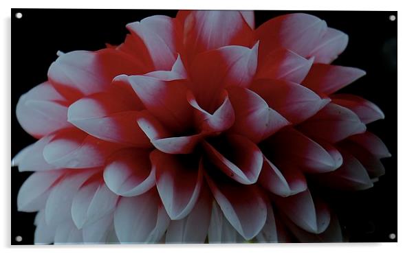  Red and White Dahlia Flower Acrylic by Sue Bottomley