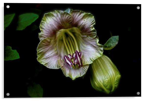  Cobaea Scandens Flower, Climber Vine Acrylic by Sue Bottomley