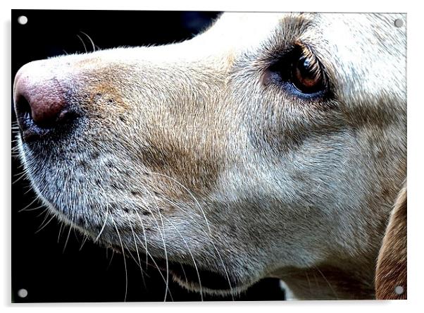  Beautiful Labrador Face of love Acrylic by Sue Bottomley