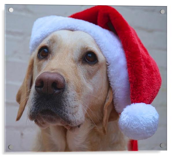 Labrador dog ready for Christmas  Acrylic by Sue Bottomley