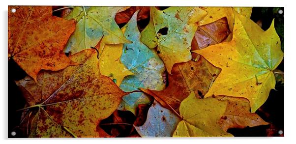 Fallen Autumn Leafs Acrylic by Sue Bottomley