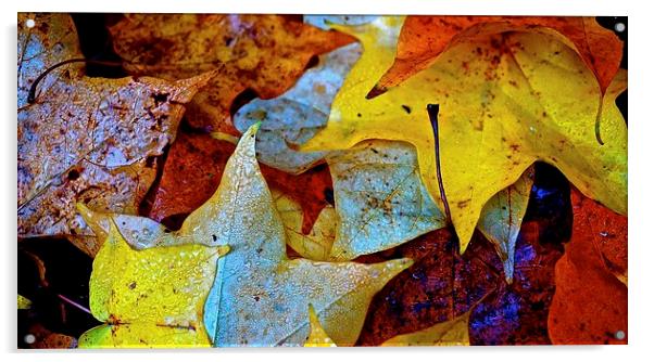  Fallen Autumn Leafs Acrylic by Sue Bottomley