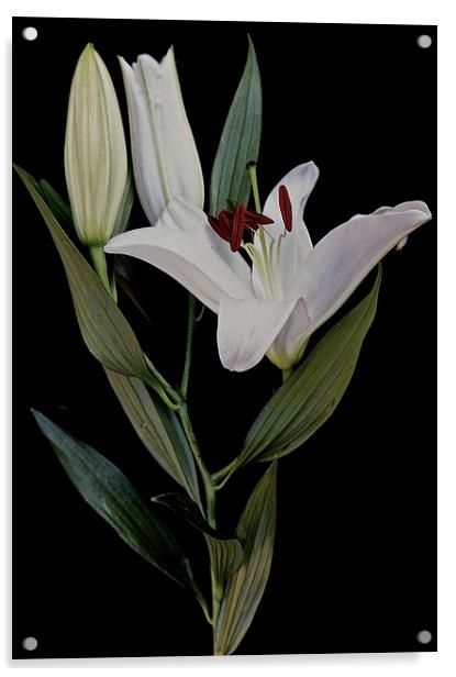  A Stem of White Lilies Acrylic by Sue Bottomley