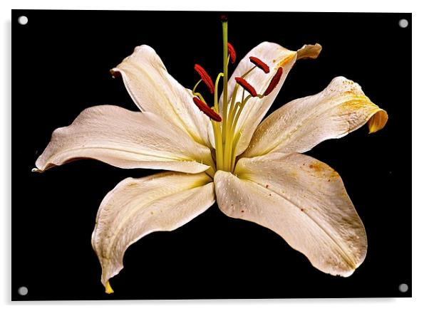 White Lily Flower with a hint of gold colouring  Acrylic by Sue Bottomley