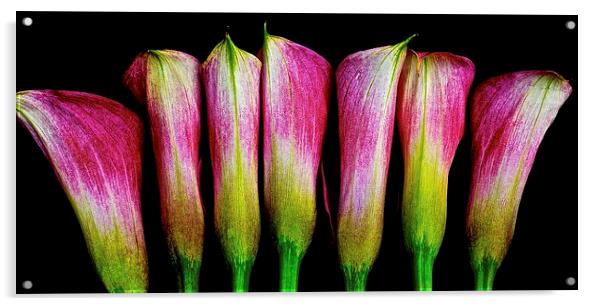A row of Calla Lilies  Acrylic by Sue Bottomley