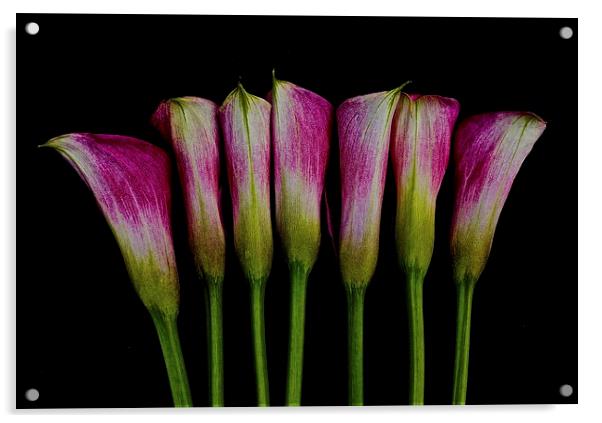  Calla Lilies all in a row Acrylic by Sue Bottomley