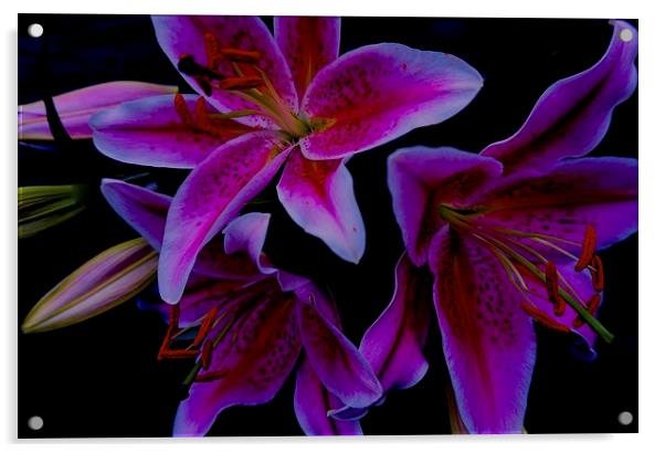  Stargazer Lilies Acrylic by Sue Bottomley