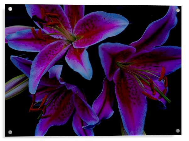 Flower Stargazer Lilies  Acrylic by Sue Bottomley