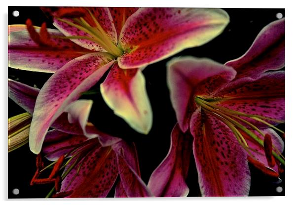 Stargazer Lily flower  Acrylic by Sue Bottomley