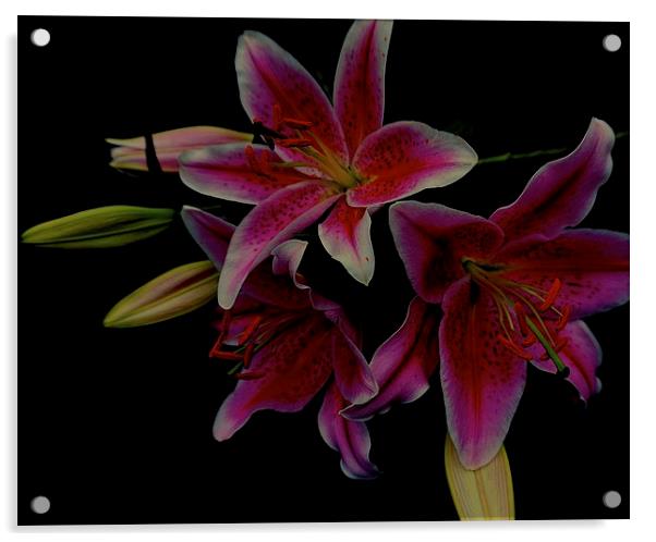 The Floral Celebrity Stargazer Lilies  Acrylic by Sue Bottomley