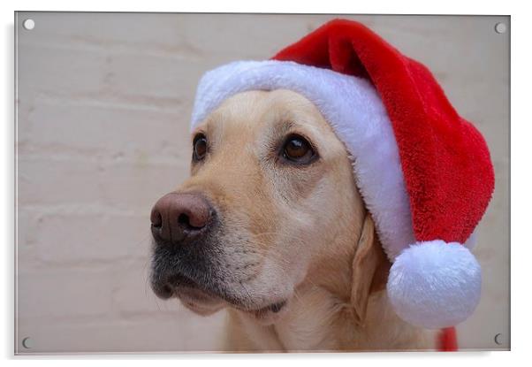 Labrador waiting for Father Christmas  Acrylic by Sue Bottomley