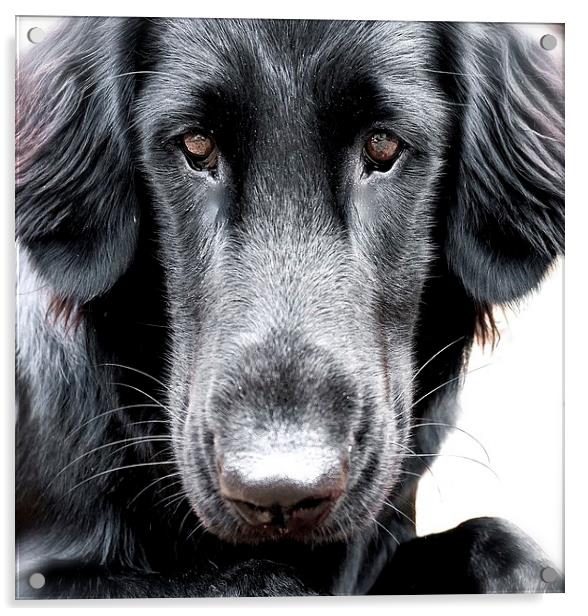 The  Face of a Flat Coat Retriever Dog Acrylic by Sue Bottomley