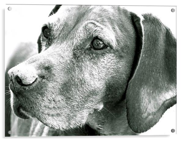 Vizsla Dog in Black and White  Acrylic by Sue Bottomley