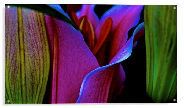  Row of Stargazer Lilies Acrylic by Sue Bottomley
