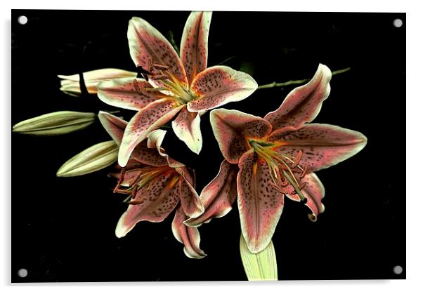 Faded Stargazer Lilies  Acrylic by Sue Bottomley
