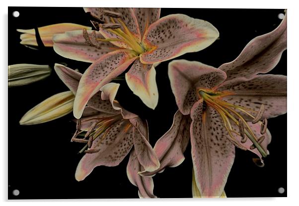 Faded Stargazer Lilies  Acrylic by Sue Bottomley