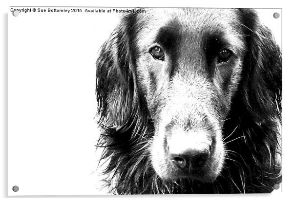 The face of Max the Flat Coat Retriever  Acrylic by Sue Bottomley