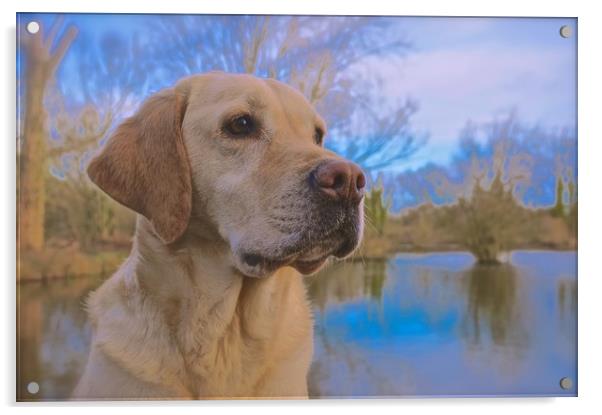 Beautiful Golden Labrador Dog                      Acrylic by Sue Bottomley