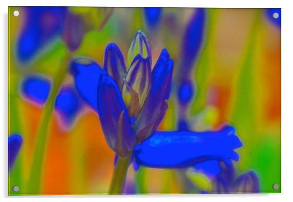 Bluebell retro flower                              Acrylic by Sue Bottomley