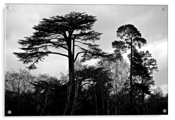 B&W Photograph Tree's                              Acrylic by Sue Bottomley