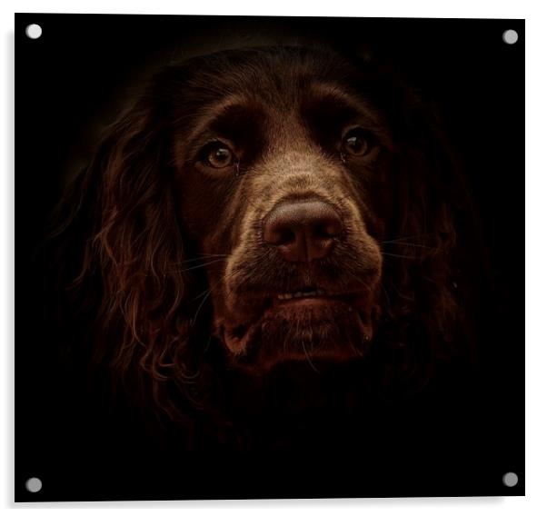 English Cocker Spaniel out of the shadows          Acrylic by Sue Bottomley