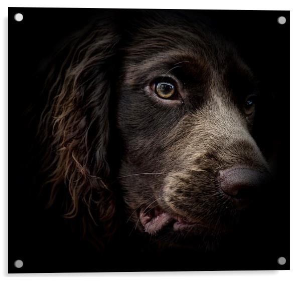 The face of seven month old English Cocker Spaniel Acrylic by Sue Bottomley