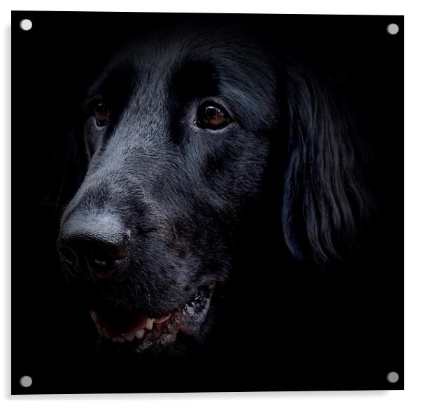 Face of a Black Flat-Coat Retriever Dog            Acrylic by Sue Bottomley