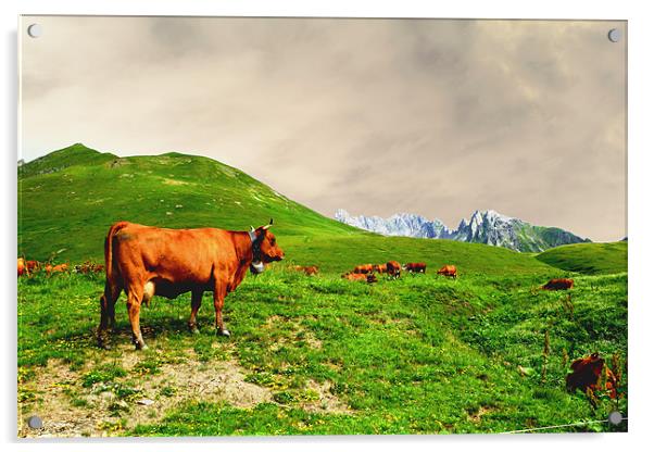 Cowbells in the Mountains Acrylic by Andy White