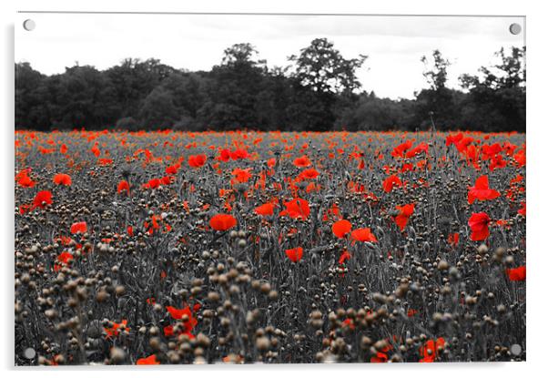 Poppy Field Acrylic by Stephen Vickery