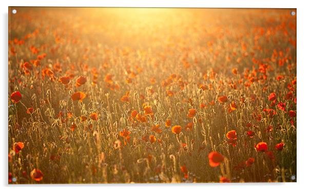 Poppy field sunset Acrylic by Junwei Chu