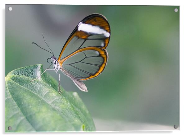 Glasswinged Butterfly Acrylic by Junwei Chu
