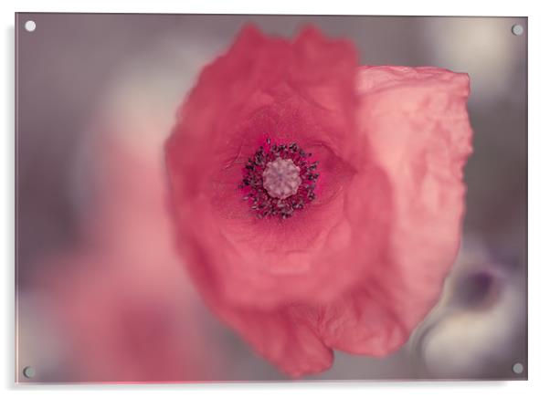 Paper flower Acrylic by Junwei Chu