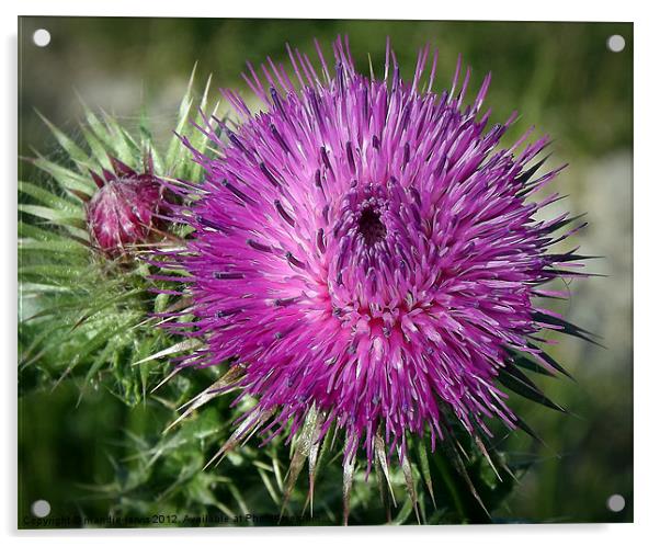 Thistle Acrylic by Mandie Jarvis