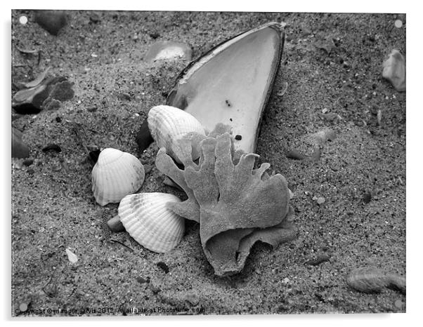 Seashell Shanty Acrylic by Mandie Jarvis