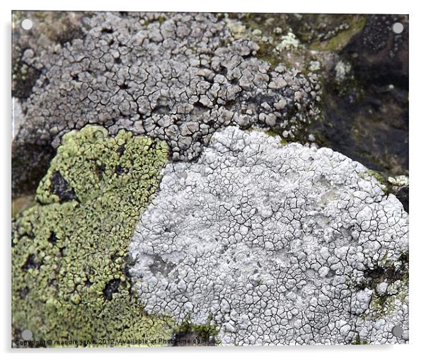 Tri-colour Lichens Acrylic by Mandie Jarvis