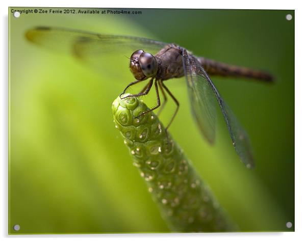 Macro of a Dragonfly - focus stacked image Acrylic by Zoe Ferrie