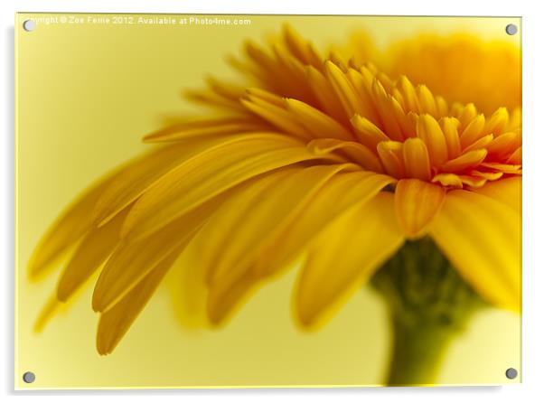 Macro of Yellow Gerbera Daisy Acrylic by Zoe Ferrie
