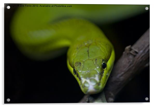 Green Snake Eyes Acrylic by Zoe Ferrie