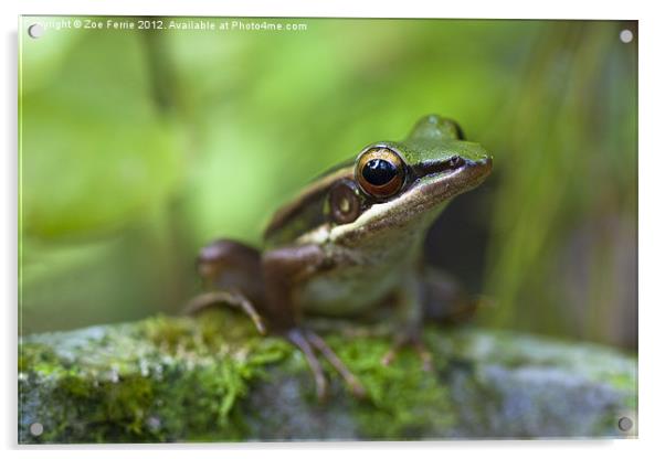 Common Greenback Frog Acrylic by Zoe Ferrie