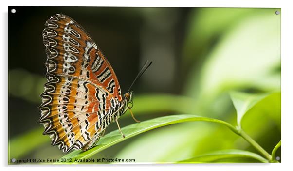 Malay Lacewing Butterfly Acrylic by Zoe Ferrie