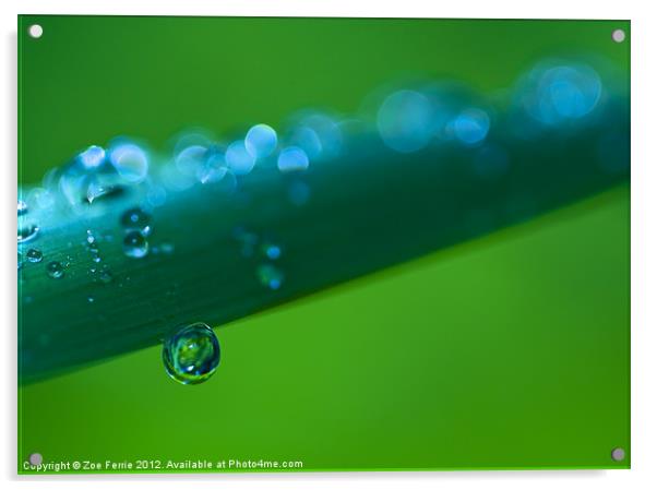 Waterdrops after the Storm Acrylic by Zoe Ferrie