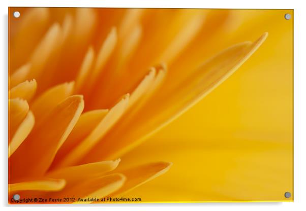 Yellow Gerbera Petals Acrylic by Zoe Ferrie