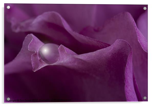Waterdrop on a rose petal Acrylic by Zoe Ferrie