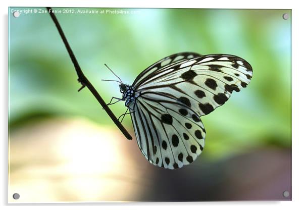 The Paper Kite Butterfly Acrylic by Zoe Ferrie