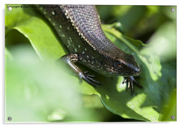 Macro photograph of a common sun skink taken in Ma Acrylic by Zoe Ferrie