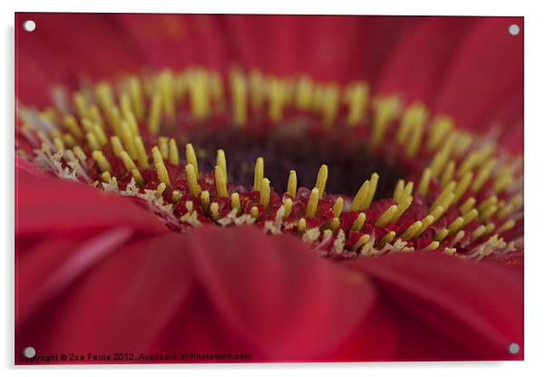 Stamens on a Pink Gerbera Daisy Acrylic by Zoe Ferrie