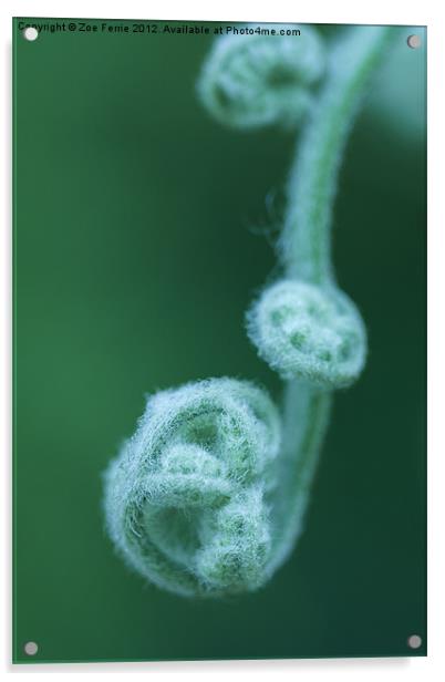 Tendrils of a Tropical Fern Acrylic by Zoe Ferrie