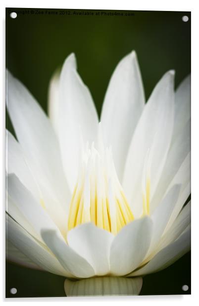 Macro photograph of a white & yellow Water Lily Acrylic by Zoe Ferrie