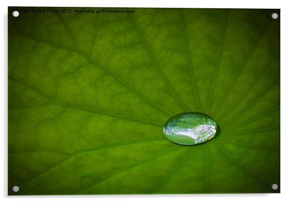 Water Drop on a Leaf Acrylic by Zoe Ferrie